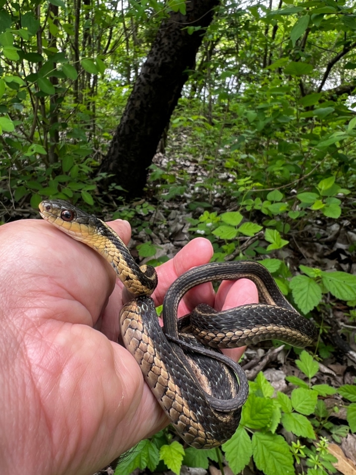 Eastern Garter Snake